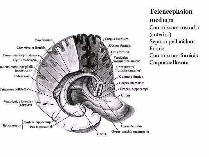 Спайки головного мозга. Свод мозга анатомия. Мозолистое тело свод анатомия. Столбы свода головного мозга. Гиппокамп головного мозга анатомия.