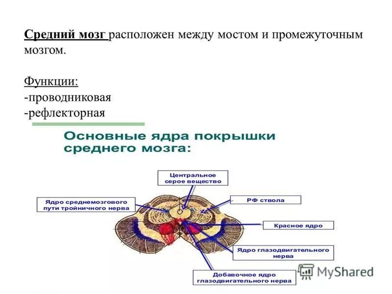 Выполняет рефлекторную и проводниковую функцию мозг. Средний мозг продолговатый мозг промежуточный мозг функции. Функции среднего продолговатого и промежуточного мозга. Рефлекторная функция промежуточного мозга. Рефлекторная функция продолговатого мозга.