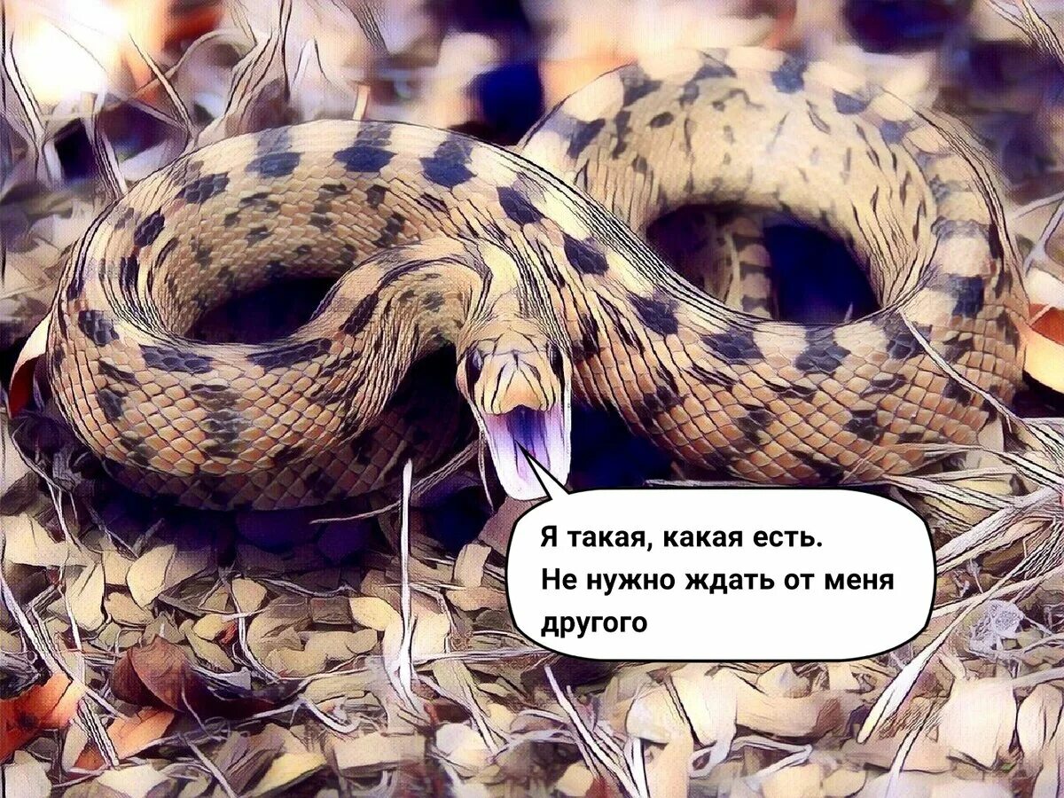 Цитаты кусаться. Фразы про кусаться. Хорошо, извини что ты меня укусила. Только она тебя когда нибудь укусит. Можно погладить собаку мем.