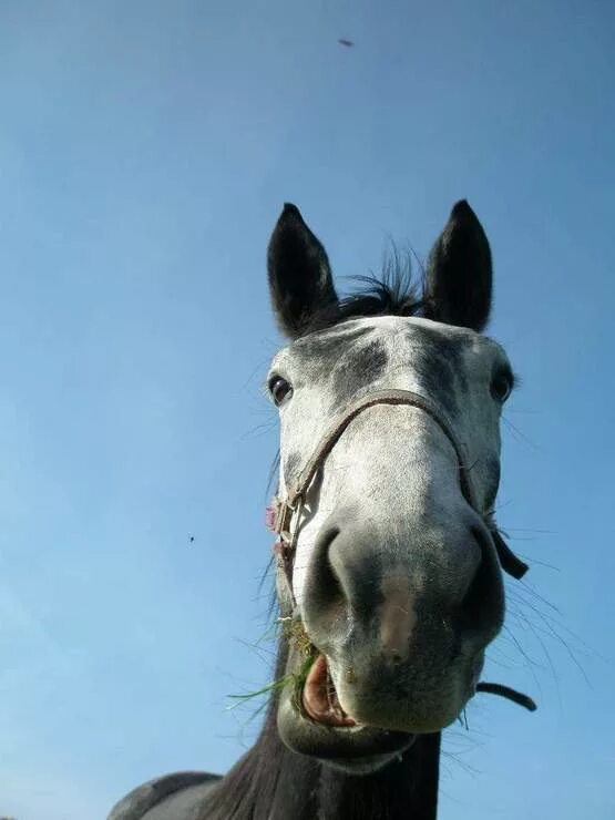 Серая лошадь с черной гривой. Сивая масть лошади. Сивый конь. Сивая кобыла. Серая лошадь с голубыми глазами.