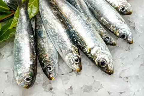 Сардины это какая рыба