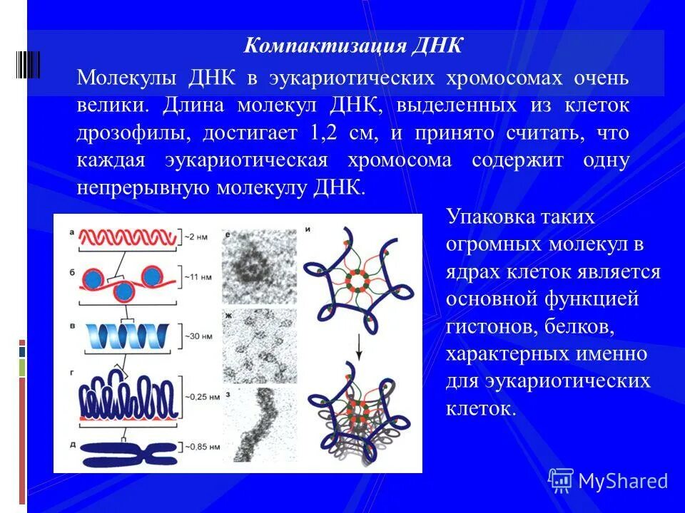 Сколько молекул днк в данной хромосоме. Уровни компактизации ДНК эукариот. Компактизации ДНК. Компактизация молекулы ДНК. Компактизация ДНК фаза.