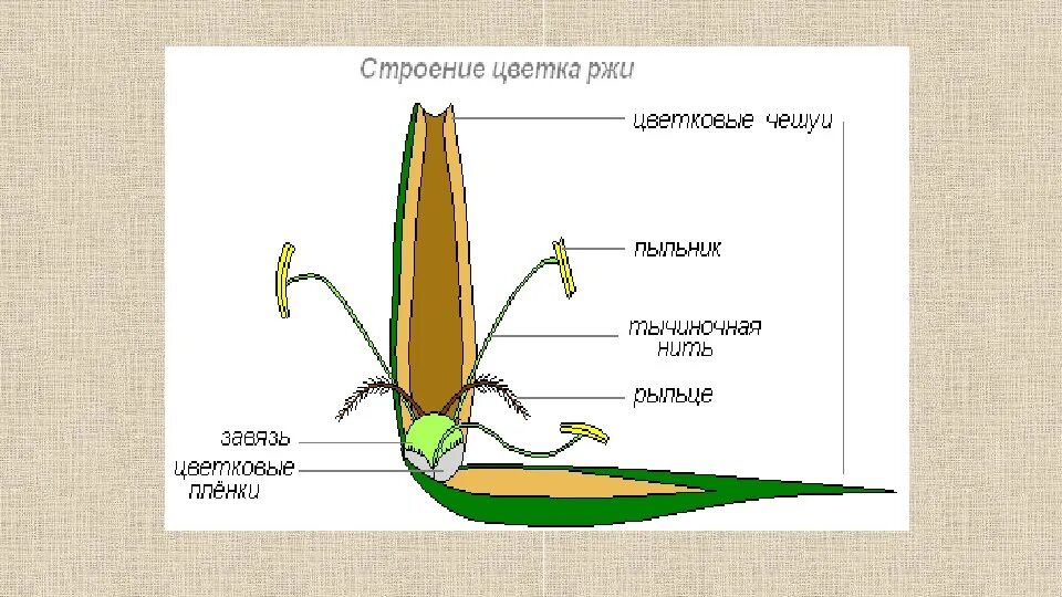 Строение цветка ржи и пшеницы. Семейство злаковые схема. Семейства растений схемы злаковые. Семейство злаковые строение цветка.