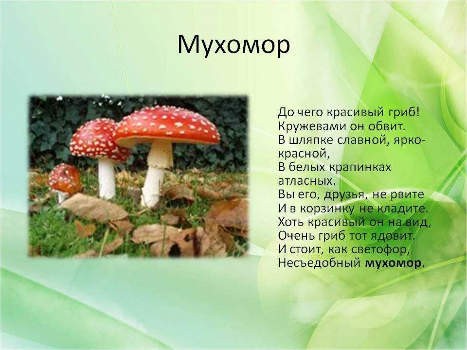 Наука про грибы. Грибы (мухомор, поганка)- для дошкольников. Стих про грибы для детей. Загадка про мухомор. Стих про мухомор.