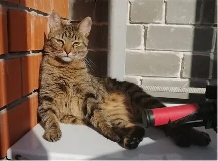Кот лаки