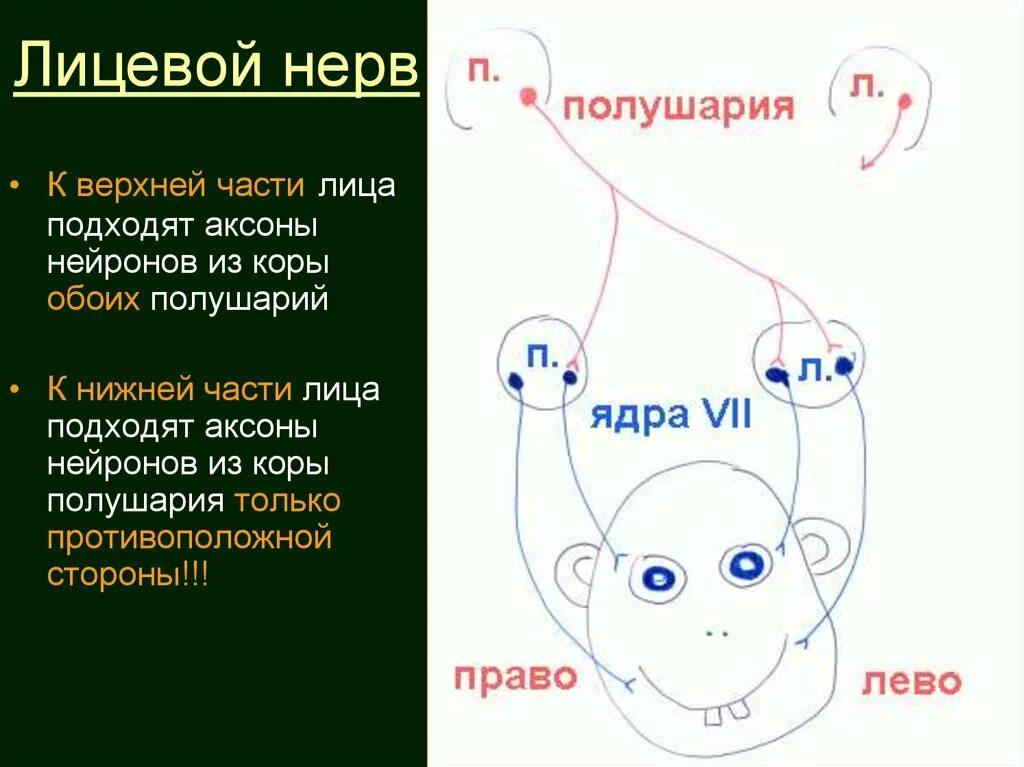 2 лицевой нерв. Лицевой нерв схема пути. Путь лицевого нерва неврология. Ход лицевого нерва схема. Лицевой нерв неврология схема.