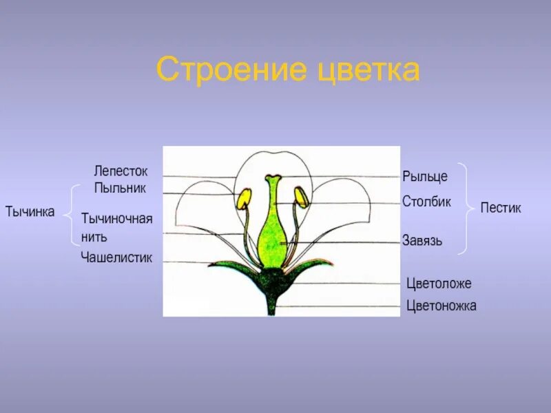 Функция пестика у цветка. Строение цветка тычиночная нить. Чашелистик, тычиночную нить, завязь.. Пыльник тычиночная нить завязь. Тычиночная нить цветоножка завязь.