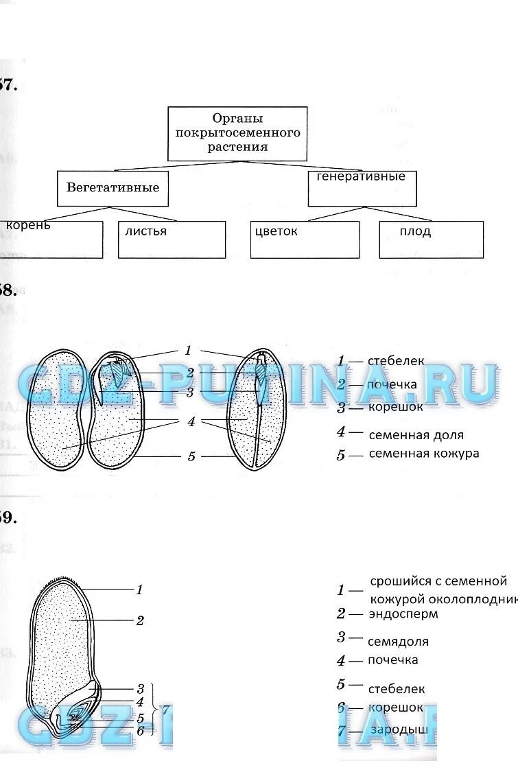 Строение семени покрытосеменных. Биология 6 класс Пасечник параграф 11. Биология 6 класс Пасечник параграф 8. Биология 6 класс 2 параграф в в Пасечника. Биология 6 класс Пасечник 6 параграф.