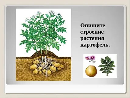 Картофель органы растения