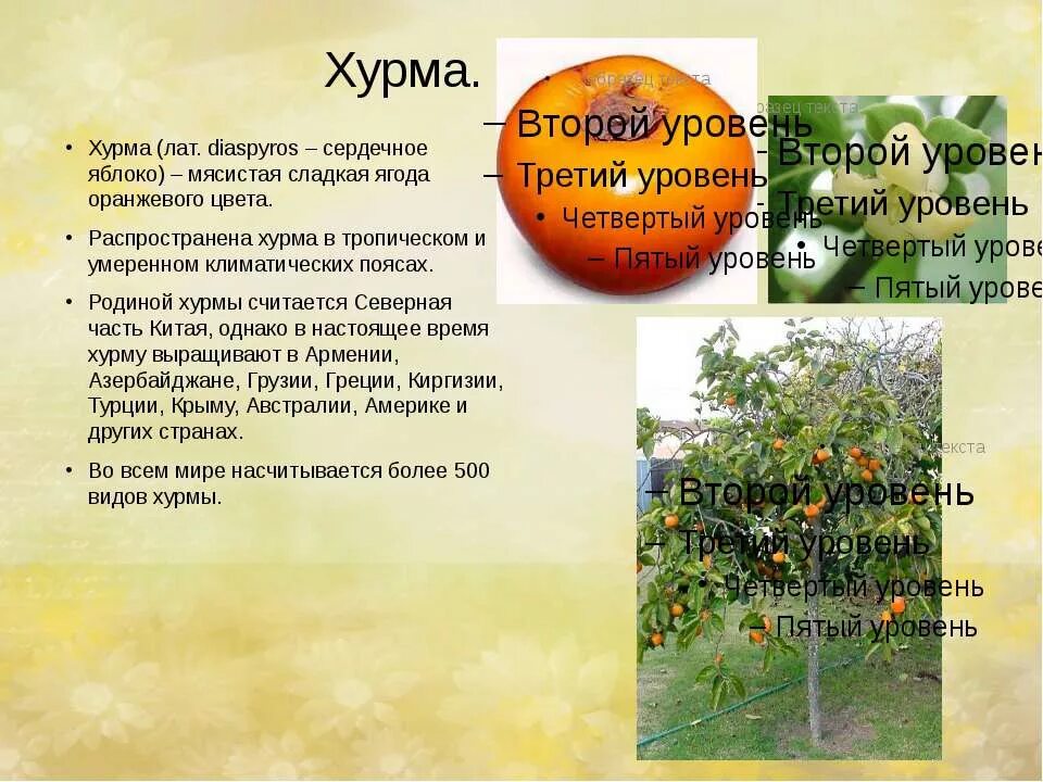 Как убрать вязкость хурмы. Презентация на тему хурма. хурма описание. характеристика хурмы. хурма краткое описание.