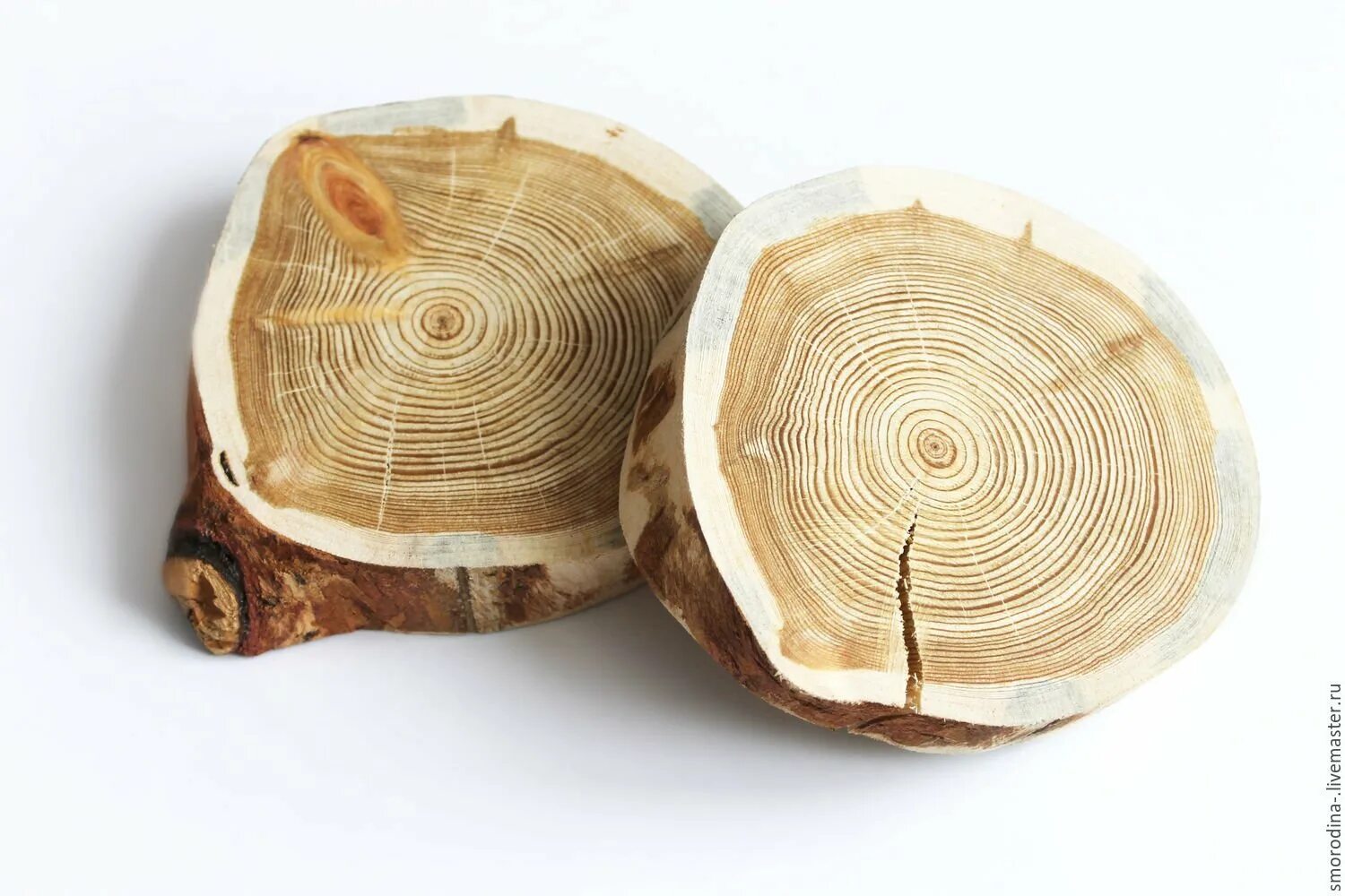 Спил дуба. Круглый спил дерева. Сибирская лиственница спил. Фото среза дерева. Дуб черешчатый спил.