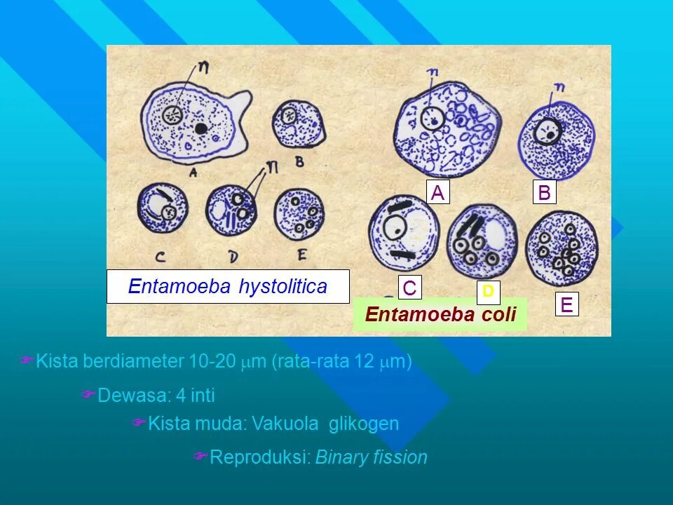 Entamoeba coli в кале. Цисты Entamoeba. Amoeba Entamoeba histolytica. Entamoeba coli строение. Entamoeba coli циста.