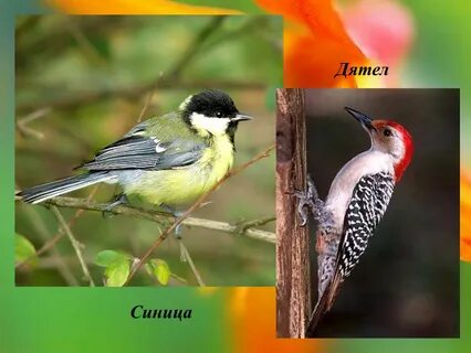 Все птицы и скворцы и синицы