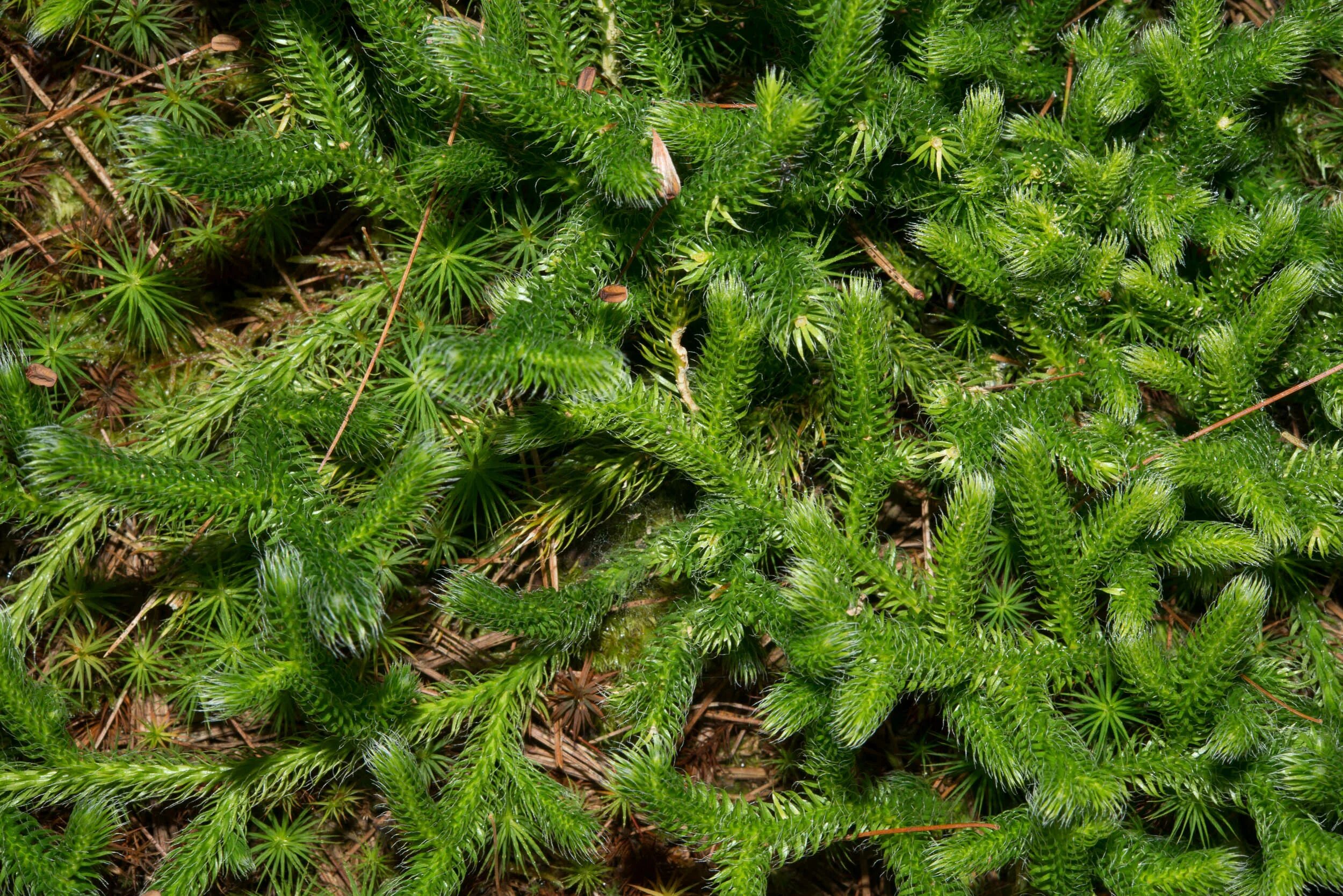 Плаун (Lycopodium). Ликоподиум плаун булавовидный. Плаун булавовидный (Lycopodium clavatum). Ликоподий (плаун булавовидный).