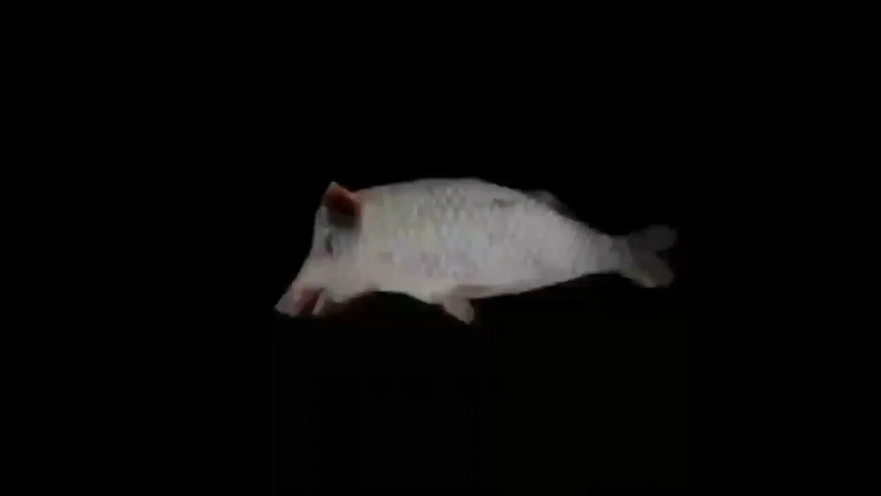 Рыба свинья прикол. Карась свинья. Рыба свинья. Понудосеровый швайнокарась. Рыба свинья женщина.