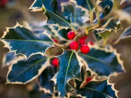 Holly