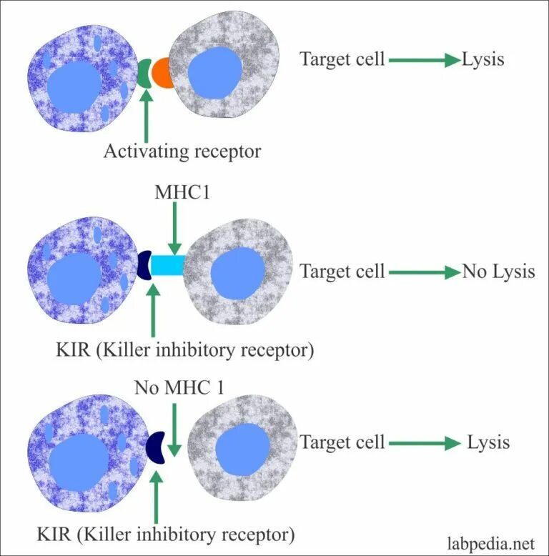 Клетки т 8. Kir Рецептор NK. NK Cells receptors. NK клетки Kir. Рецепторы NK клеток.