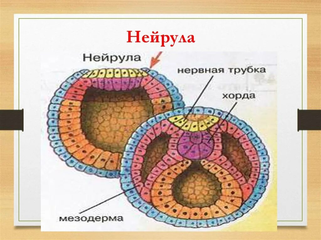 Нейрула какая стадия. Нейрула позвоночных. Строение нейрулы биология. Строение нейрулы позвоночных. Нейрула лягушки это в биологии.