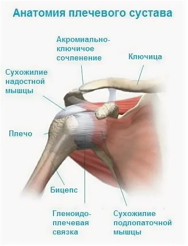 Плечевые связки. Мышцы и связки плечевого сустава сзади. Плечевой сустав анатомия строение связки. Плечевой сустав анатомия строение с мышцами. Мышцы плечевого сустава человека и связки анатомия.