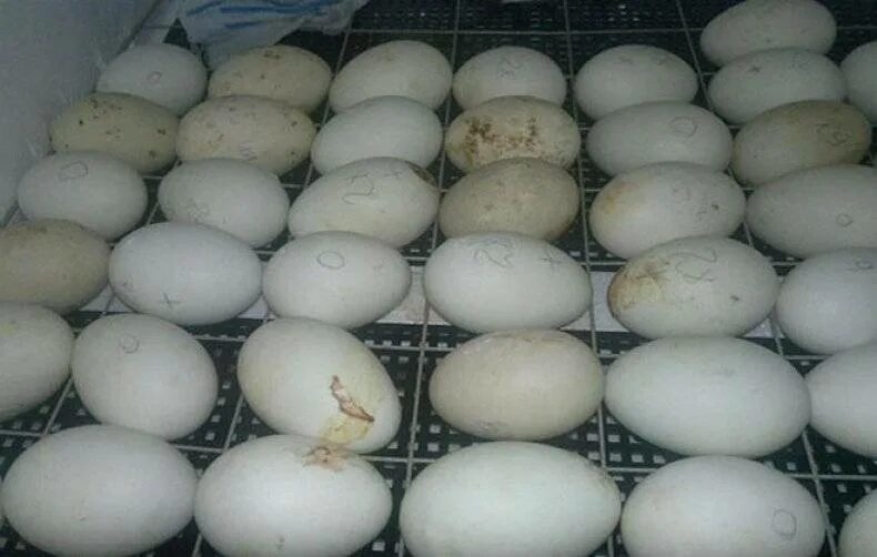 Инкубационное яйцо сколько дней. Гусиные яйца в инкубаторе. Инкубация гусиные гусиные яйца. Гусëнок и гусиные яйца в инкубаторе. Инкубация гусиных яиц в инкубаторе.
