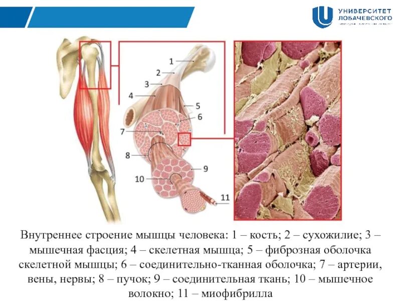 Внутреннее строение мышцы. Структура мышц. внутреннее строение мышцы человека. строение мышцы внутри.
