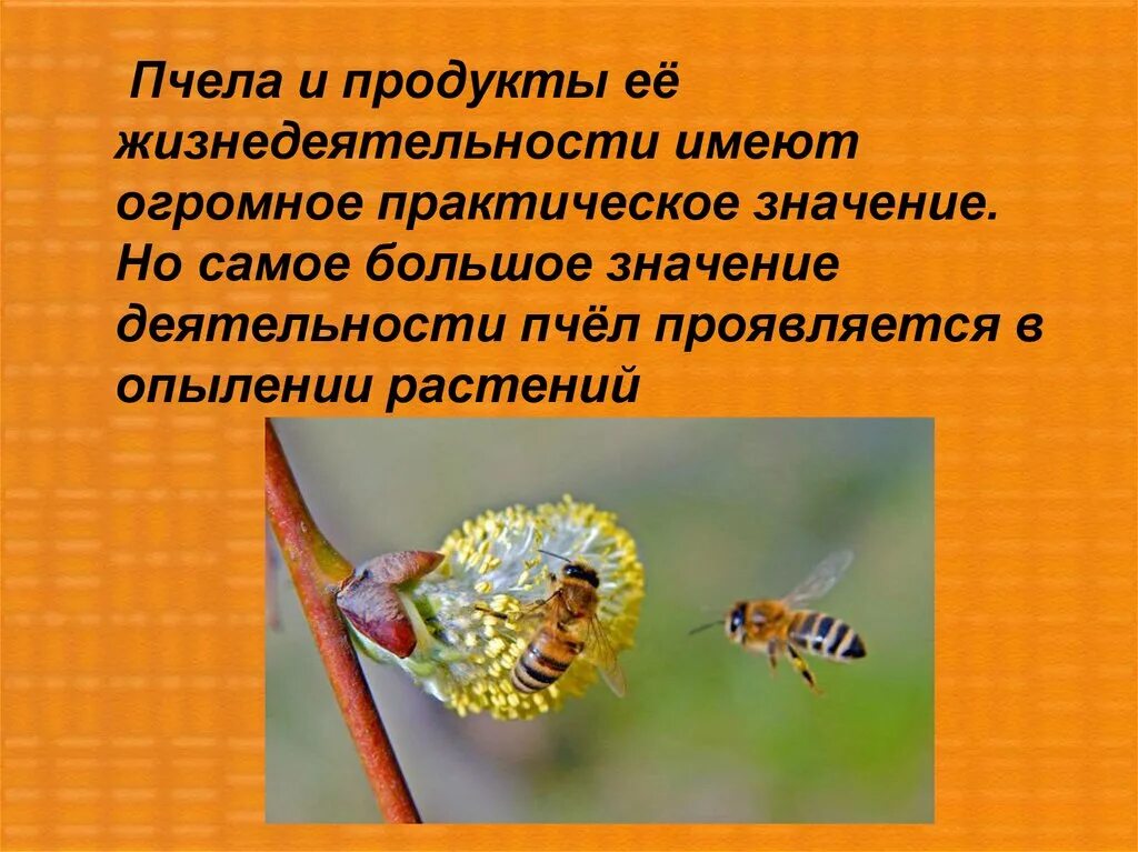 Функция пчелы. Роль пчелы в жизни человека. значение пчёл в природе и жизни человека. роль пчел в природе. пчел в жизни человека слайд.