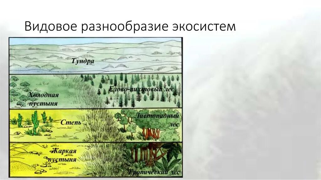 Разнообразие экологических систем. Многообразие видов экосистем. Видовое разнообразие. Видовое разнообразие экосистемы. Видовое разнообразие биогеоценоза.