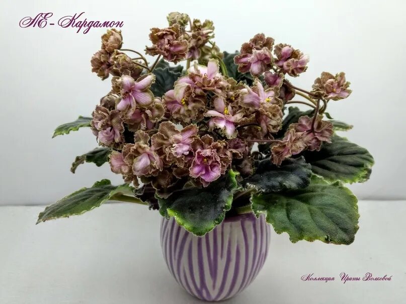 Ле кардамон. Ле - кардамон (лебецкая). Фиалка ле кардамон. Фиалка ав кардамон. Ле - кардамон (лебецкая).