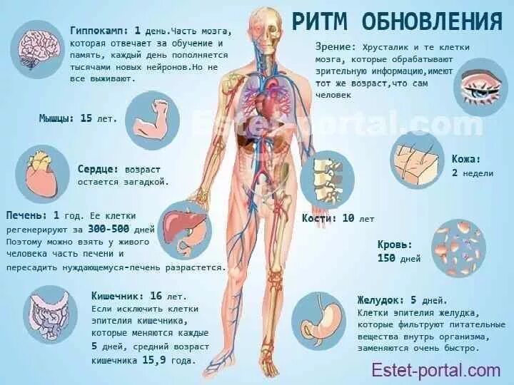 Сколько лет обновляется. Обновление клеток в организме человека. период обновления клеток организма человека. обновление органов человека. обновление организма сроки.