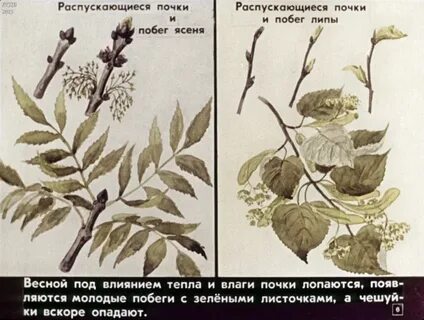 Отдавал ботанике