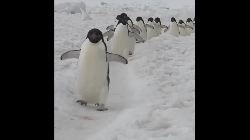 Пингвины идут с пляжа молча. Человек Пингвин. Пингвины компании уходят из России. Реклама Пингвин 2021. Как ходят пингвины видео.