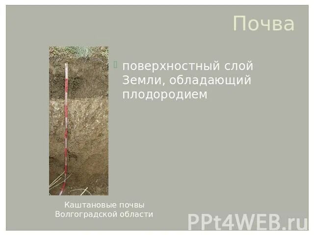 Тонкий поверхностный слой земли обладающий плодородием. Загрязнители почвы с примерами. Тонкий поверхностный слой земли обладающий плодородием. Поверхностный слой почвы. Поверхностный слой земли обладающий плодородием.