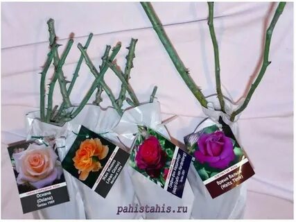 Как сохранить розы купленные в коробке