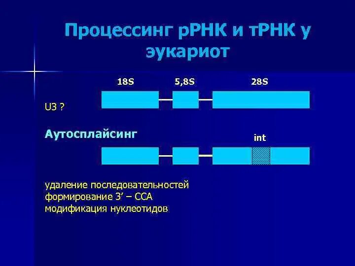 Размеры рнк. Процессинг ТРНК И РРНК У эукариот. Процессинг РРНК У прокариот. Процессинг и р-РНК У эукариот. Процессинг РРНК У эукариот.