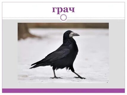 Грачи 3 разбор