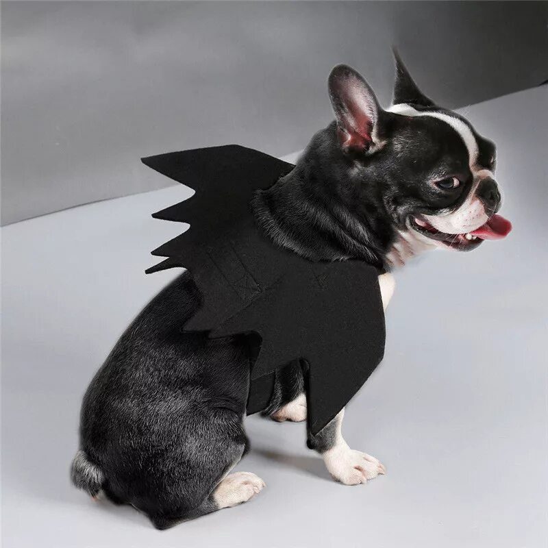 Bats одежда. Костюм для собаки на хэллоуин. костюм летучей мыши для собаки. костюм для собаки на хэл. одежда на хэллоуин длсобак.