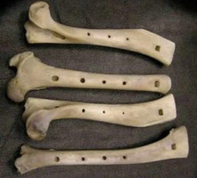 Древняя костяная флейта. Свирель древний духовой музыкальный инструмент. Самый первый музыкальный инструмент. Древние флейты из костей. Кости музыкальный инструмент