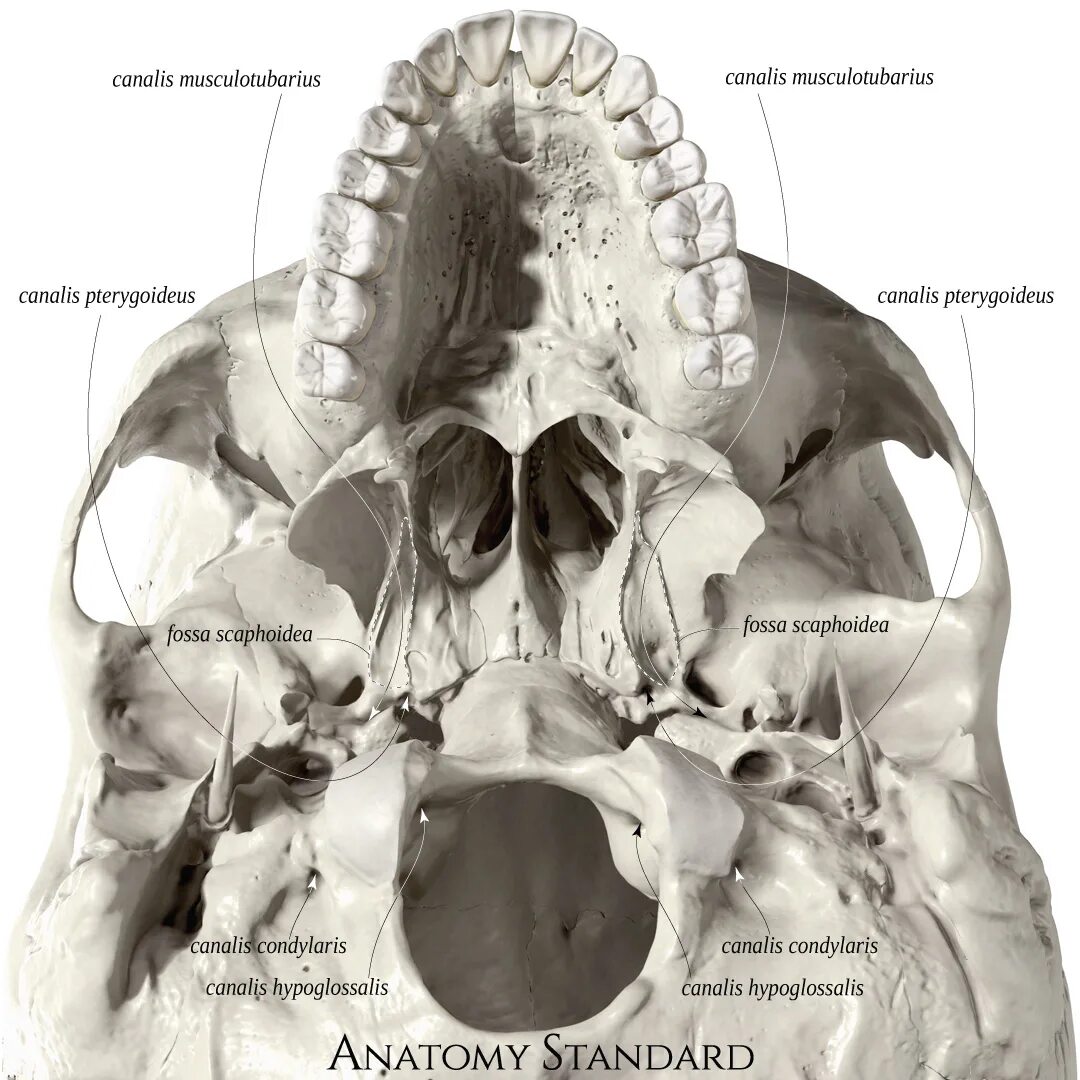 Canalis pterygoideus на черепе. Каналис птеригоидеус. Строение клиновидной кости черепа. Форамен палятинус майор. Fossa pterygoidea крыловидного отростка.