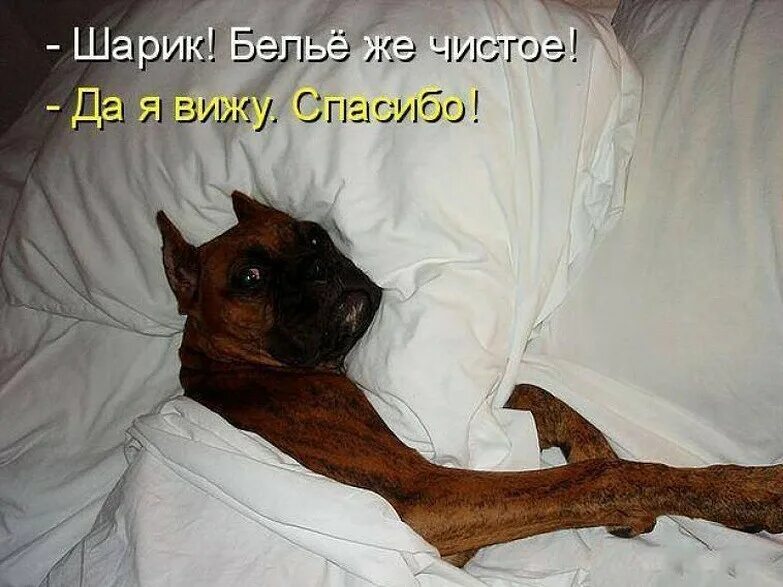 Собака проснулась. Котенок с телефоном. Просыпайся мой хозяин я спешу тебе. Весёлый будильник просыпайся мой хозяин. Просыпайся мой хозяин я спешу тебе.