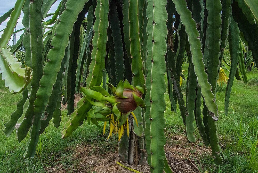 Питахайя синяя. Опунция и питахайя. Питайя драконий фрукт кактус. Питайя драконий фрукт кактус. Питахайя дерево.