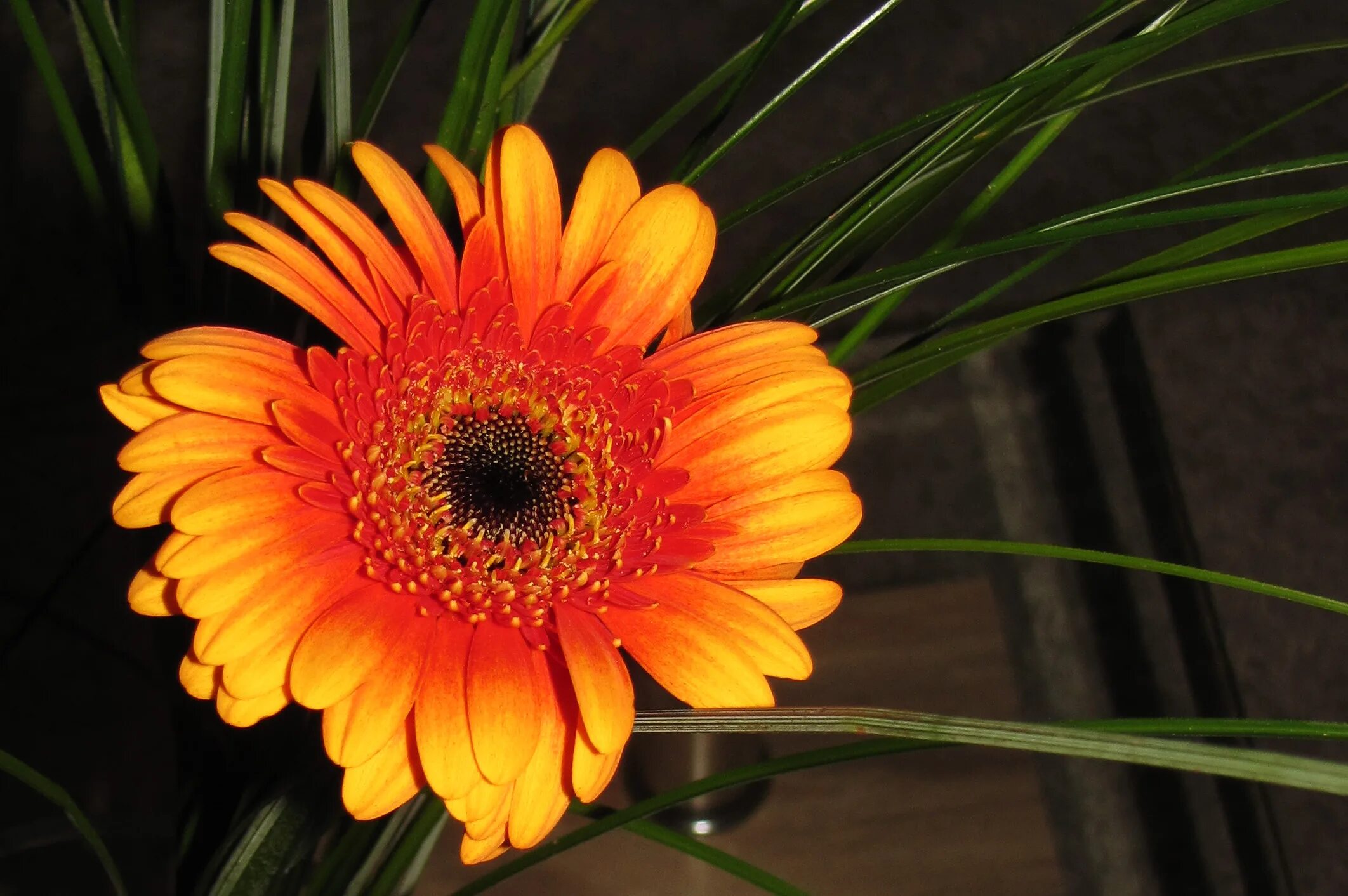 гербера вайт хаус. гербера белая (9f27315f-1499). гербера джетсет. гербера абиссинская. гербера альдебаран.