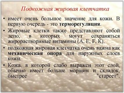 Жировая клетчатка выполняет функции