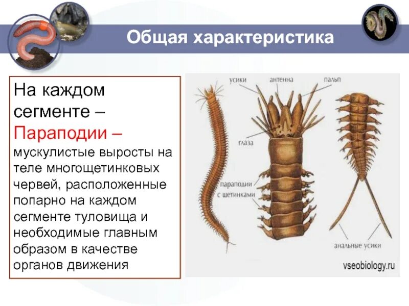 Сегментированные черви. Многощетинковые черви нереис строение. Параподии полихет. Кольчатые черви органы передвижения. Парагаподии кольчатые черви.