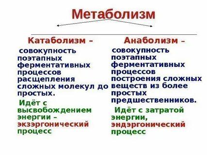 Анаболизм что происходит с молекулами органических веществ
