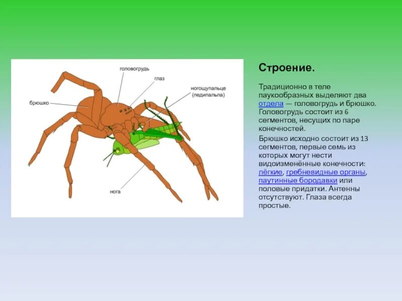 Почему панцирь членистоногих является наружным скелетом. Опорно двигательная система паукообразных. опорно двигательная система паукообразных 7 класс. опорно двигательная система членистоногих. сегментация тела паукообразных.