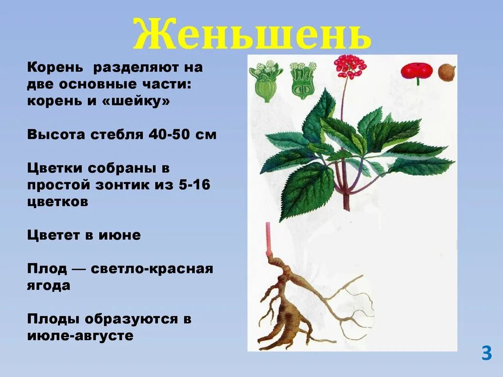 Корень женьшеня со стеблем. Высота стебля. Корень женьшеня с шейкой. Женьшень обыкновенный формула цветка.