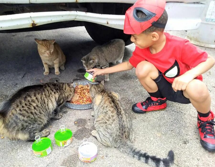 Котики и их жизнь