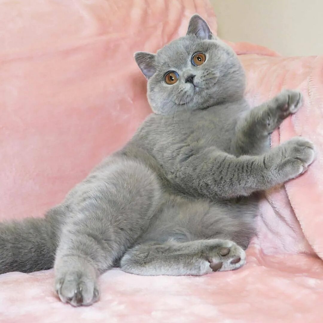 Британская короткошёрстная кошка. Картезианская кошка британец. Британская голубая короткошерстная. Британская кошка короткошерстная серая.