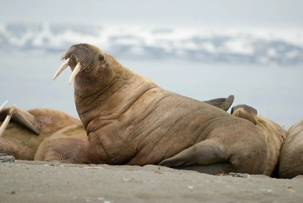 Морж WWF. Морские млекопитающие морж. Атлантический морж. Моржи в Баренцевом море.