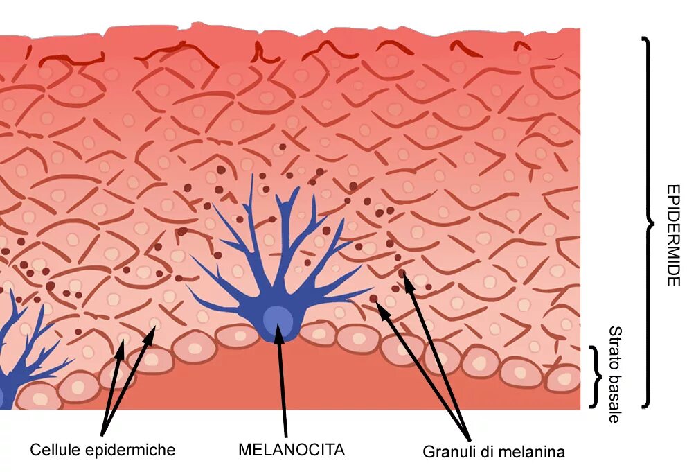 В собственно коже отсутствует пигмент. Клетки меланоциты в коже. Меланосомы и меланоциты. Пигментные клетки меланоциты. Строение кожи человека меланоциты.